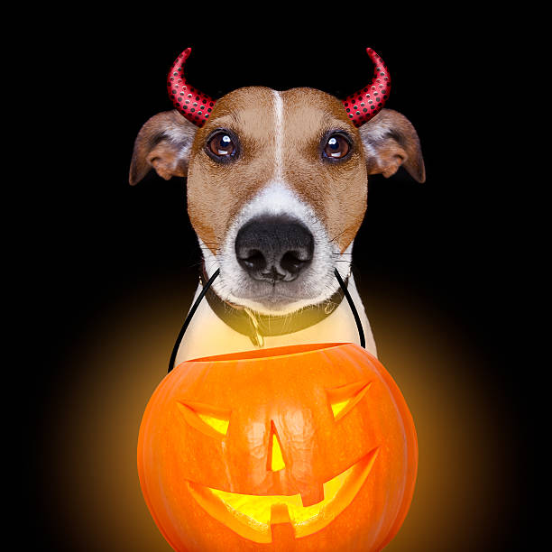 istock halloween pumpkin devil dog isolated on black 611624912