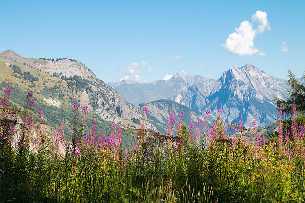 Mountains & Fireweed in Valloire