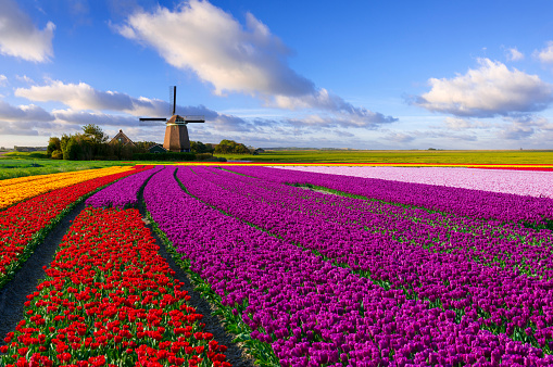 Colorful tulip field in front of a Dutch windmill under a nicely clouded sky.