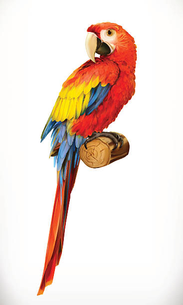 ara parrot. macaw. photo realistic. 3d vector icon - 金剛鸚鵡 幅插畫檔、美工圖案、卡通及圖標