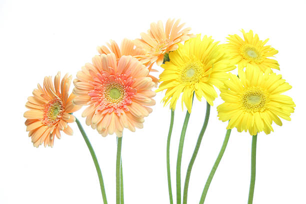 istock Transvaal daisy in a white background 611627560
