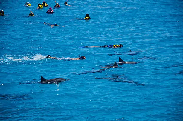 Photo of Swimming With the Dolphins