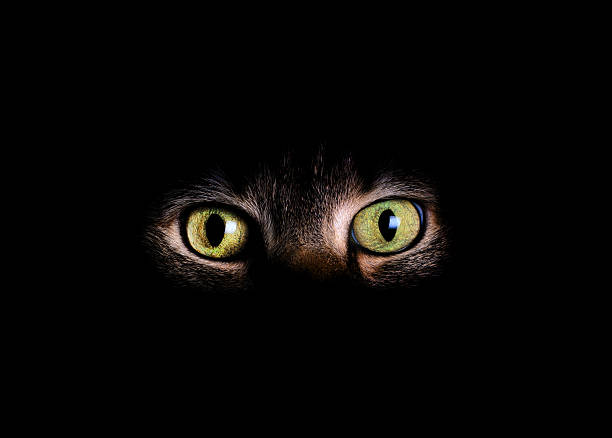 istock Animal eyes and face in dark background 611630180