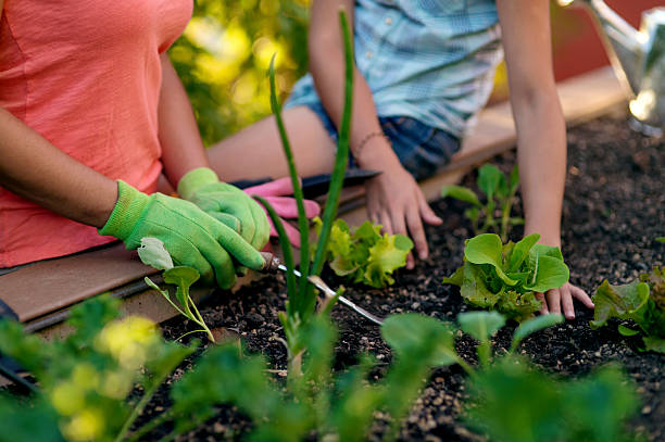 istock Two sets of hands pulling weeds in a garden bed 611631380