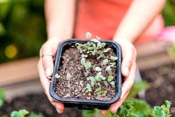istock Hands hold a new plant before planting 611631390