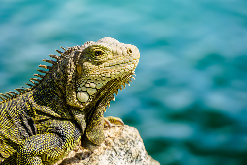 A green or common Iguana set against a plain out of focus background.