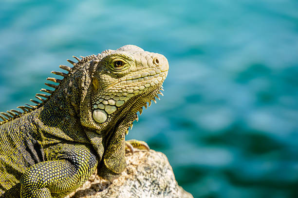 Green or Common Iguana A green or common Iguana set against a plain out of focus background. animal spine stock pictures, royalty-free photos & images