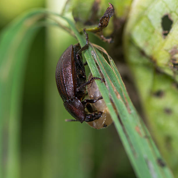 Black snail beetle (Silpha atrata) brown form with prey Insect in the family Silphidae, feeding on small snail on grass beetle silphidae stock pictures, royalty-free photos & images