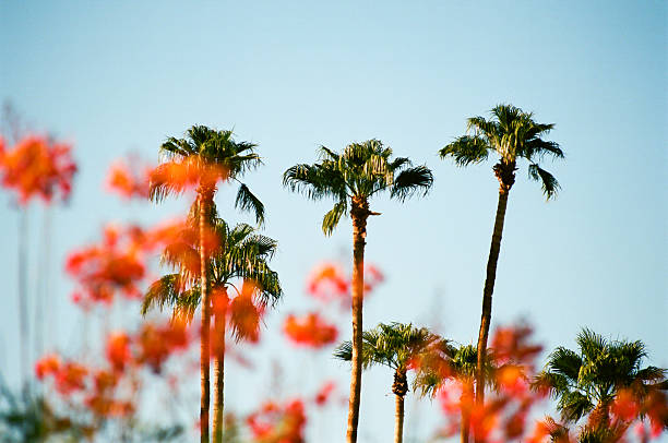 istock Palm Trees Seen through Poinciana 611633130
