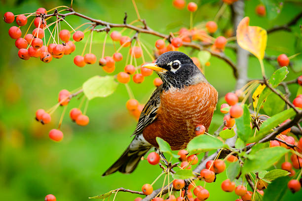 petirrojo americano (turdus migratorius) alimentándose de bayas anaranjadas - robin fotografías e imágenes de stock