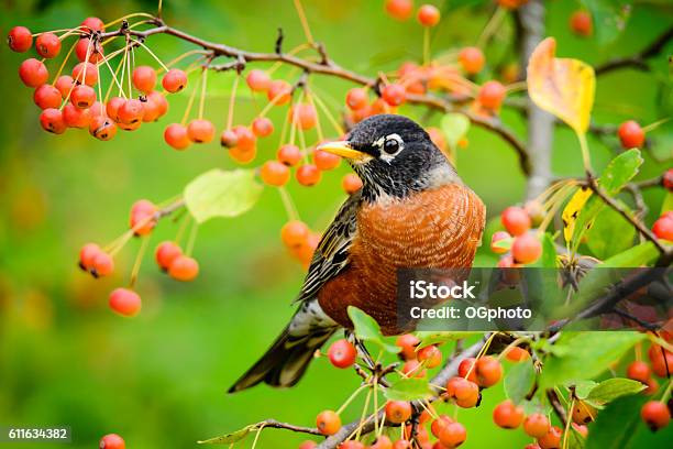 American Robin Feeding On Orange Berries Stock Photo - Download Image Now