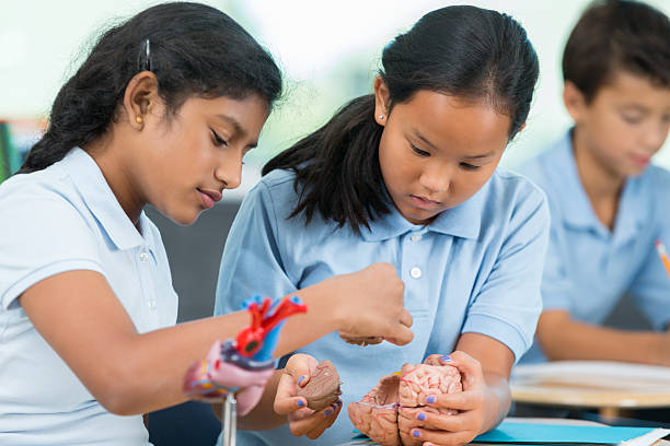 istock Two young schoolgirls work together on biology project 611634920