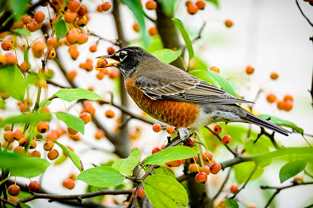 istock American Robin  (Turdus migratorius) feeding on orange berries 611635588