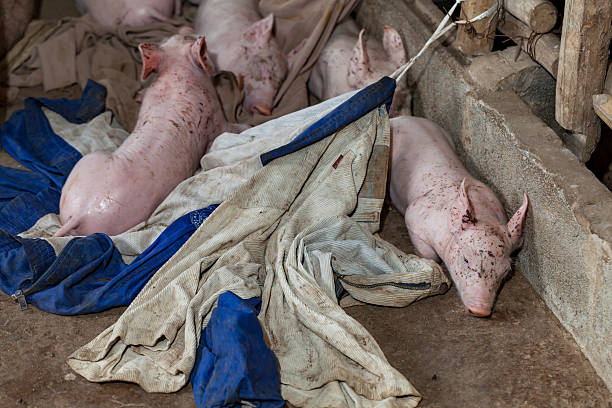 istock Piggy for a corner to sleep. 611635940