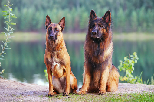 Belgian Shepherd dog Malinois and long-haired German Shepherd dog sitting together outdoors near a water