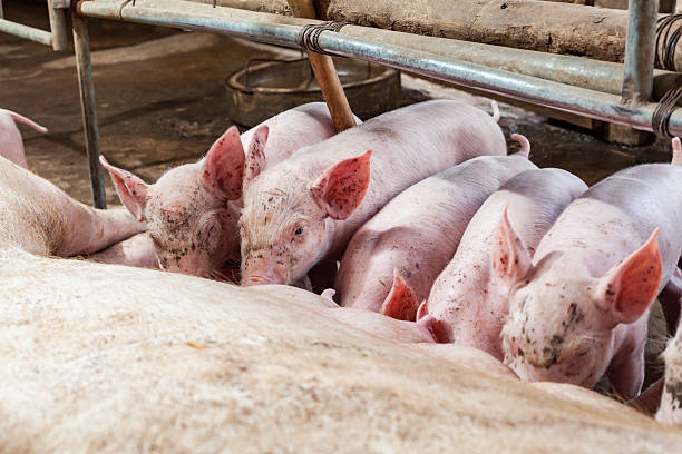 istock Pig races are breastfed newborn pigs. 611636450