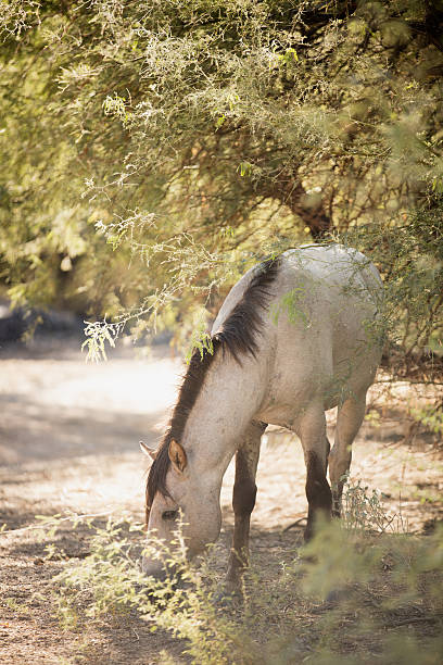 Wild Mustang Wild mustang horse of the Salt River region of Phoenix, Arizona, USA. Mustangs live in the Tonto National Forest just outside the city. Horse is eating grass and hidden in the trees. dapple gray horse standing silver stock pictures, royalty-free photos & images