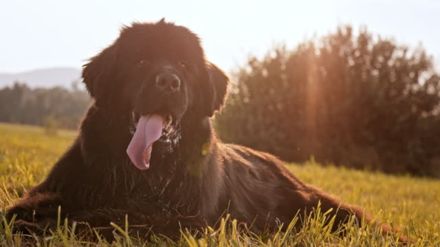 Portrait of a black Newfoundland dog in sunny meadow