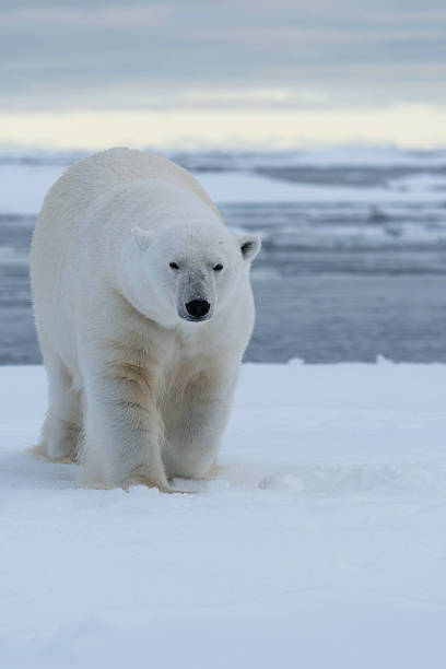 Polar Bear Pack Ice stock photo