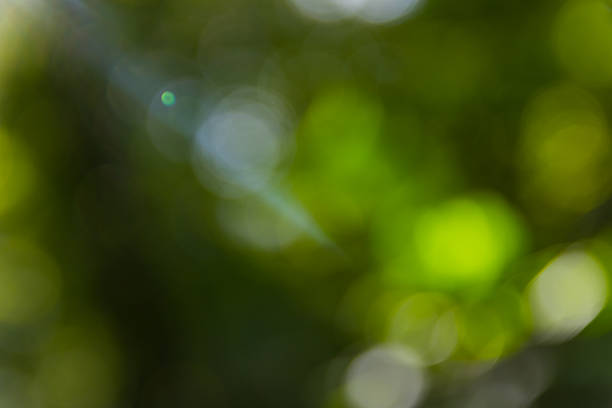 Bokeh background of nature