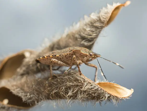 Digital photo of a bronze shieldbug, Troilus luridus.