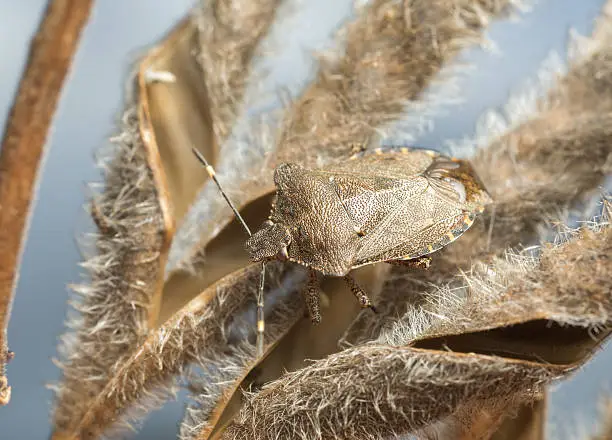 Digital photo of a bronze shieldbug, Troilus luridus.