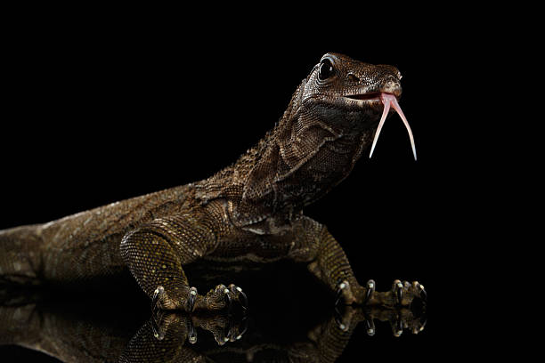 istock Close-up Varanus rudicollis Isolated on Black Background 611744828