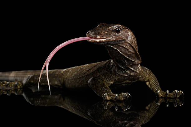 istock Close-up Varanus rudicollis Isolated on Black Background 611744842