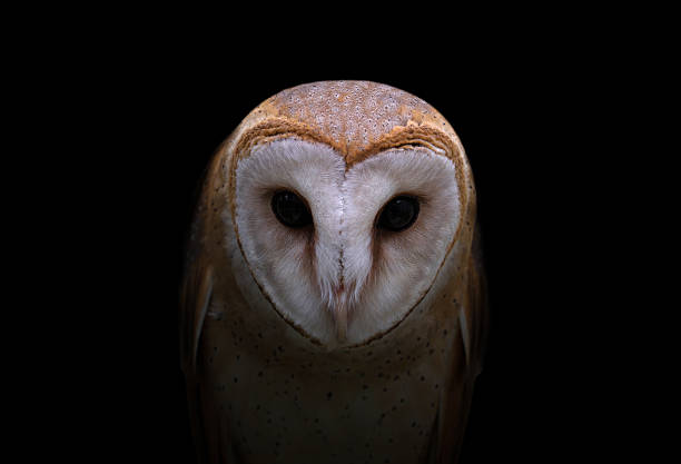 istock common barn owl in the dark 611744930