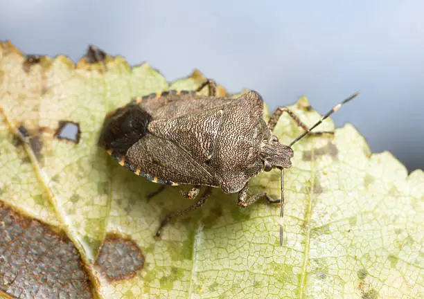 Digital photo of a bronze shieldbug, Troilus luridus on a leaf. This insect belongs to the Pentatomidae family. 