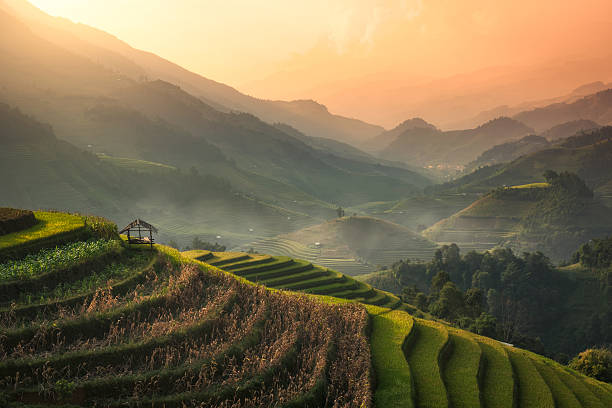 Terraced rice field of Mu Cang Chai, Yenbai, Vietnam Terraced rice field landscape of Mu Cang Chai, Yenbai, Northern Vietnam thailand rice field stock pictures, royalty-free photos & images