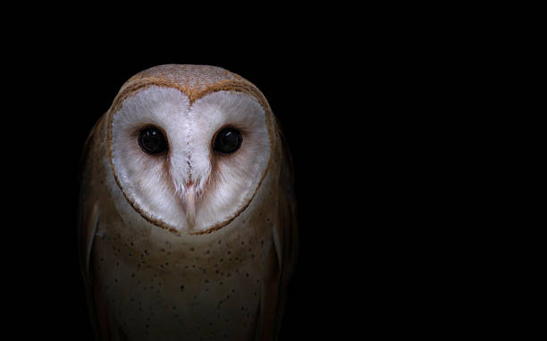 istock common barn owl in the dark 611745000