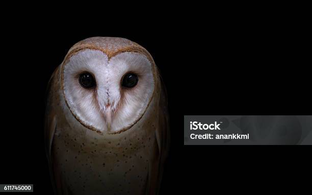 Common Barn Owl In The Dark Stock Photo - Download Image Now - Owl, Night, White Color