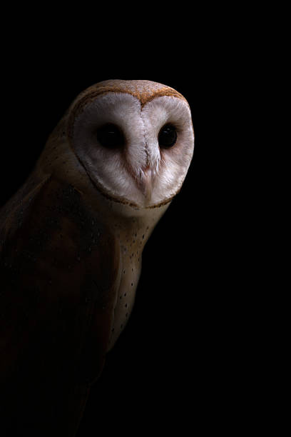 istock common barn owl in the dark 611745076