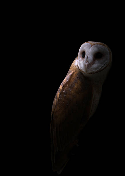 istock common barn owl in the dark 611745090