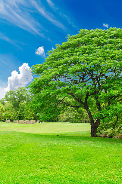 istock green grass field in big city park 611745260