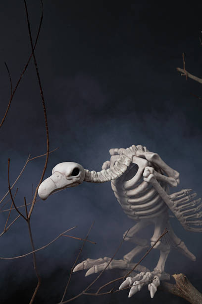 istock Vulture skeleton on a Halloween Night 611745358