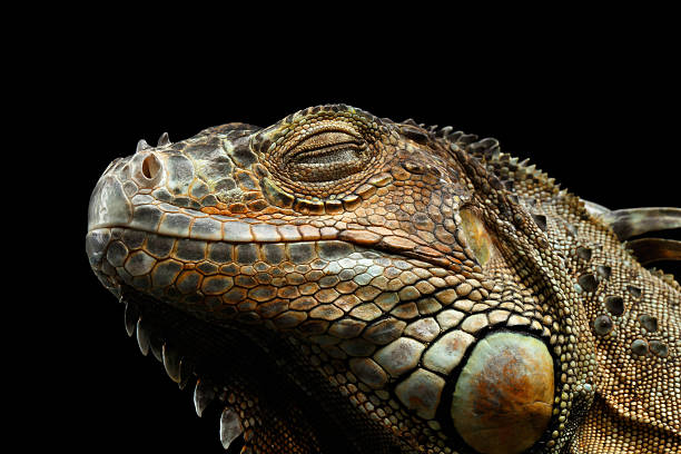 istock Closeup Green Iguana Isolated on Black Background 611745724
