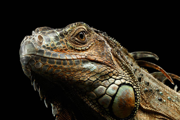 istock Closeup Green Iguana Isolated on Black Background 611745778