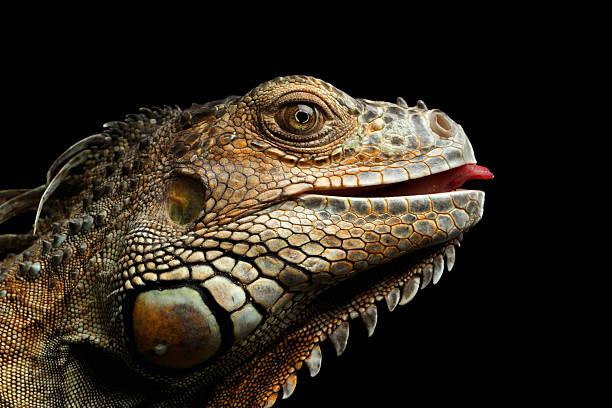 istock Close-upGreen Iguana Isolated on Black Background 611746096