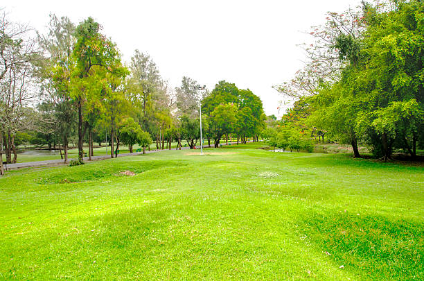 istock green grass field in big city park 611746128