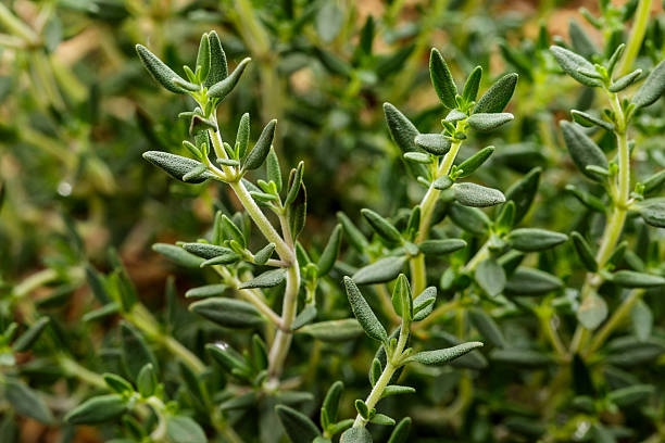 fresh thyme plant details - tijm stockfoto's en -beelden