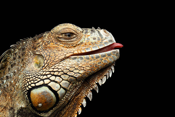 istock Close-up Green Iguana Isolated on Black Background 611746182