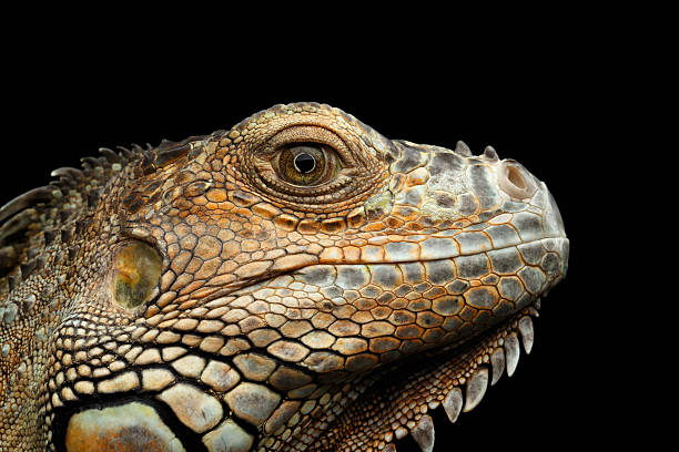 istock Closeup Green Iguana Isolated on Black Background 611746278