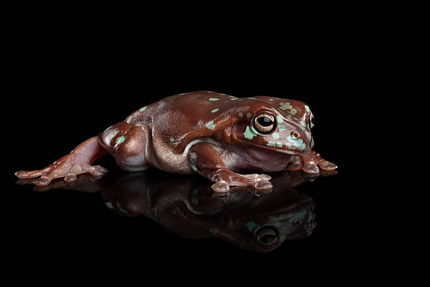 istock Australian green tree frog, or Litoria caerulea isolated black background 611746582