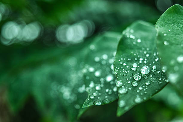 frisches grünes gras mit dew drops nahaufnahme. natur hintergrund - light rain stock-fotos und bilder