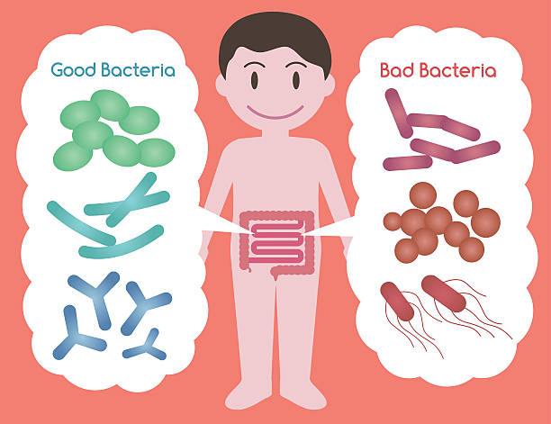 Good Bacteria and Bad Bacteria Good Bacteria and Bad Bacteria, enteric bacteria, Intestinal flora, Gut flora, probiotics, image illustration dangerous minds stock illustrations