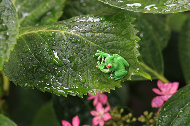 istock Life of the frog 611748590