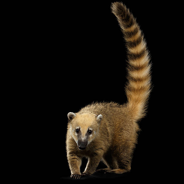istock South American coati, Nasua Isolated on Black Background 611748968
