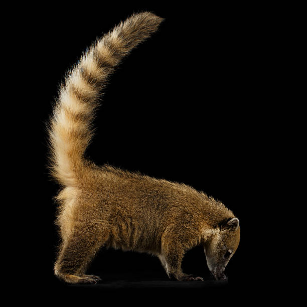 istock South American coati, Nasua Isolated on Black Background 611749014